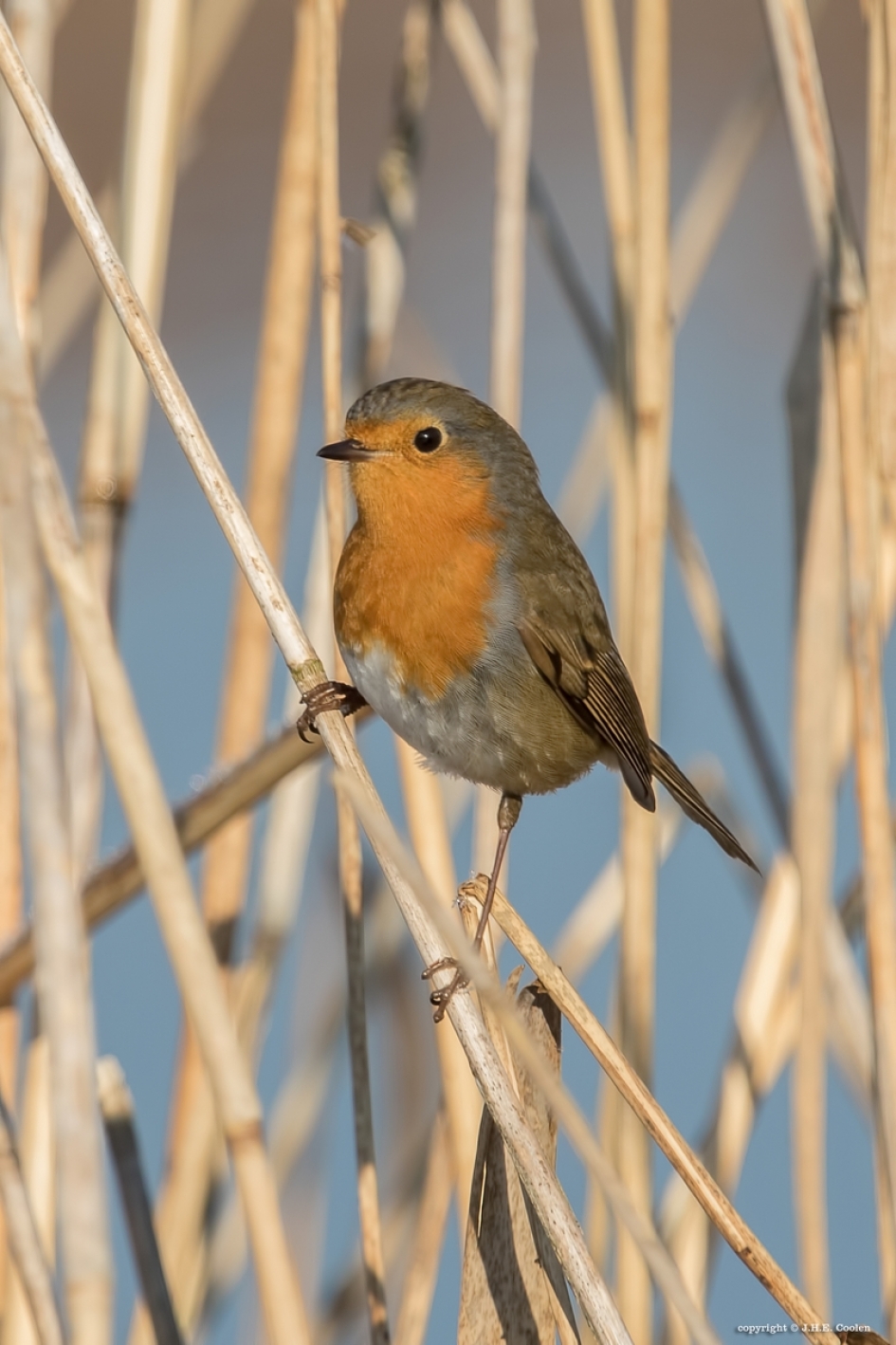 Toch nieuwsgierig - Vogels - Roodborstje