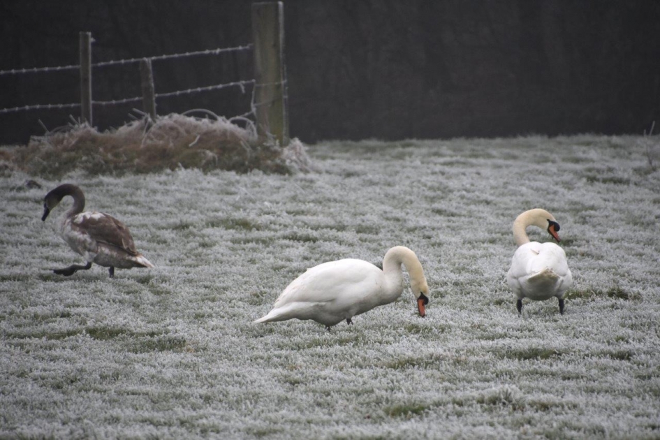 Toch nog iets te vinden... - Vogels - 
