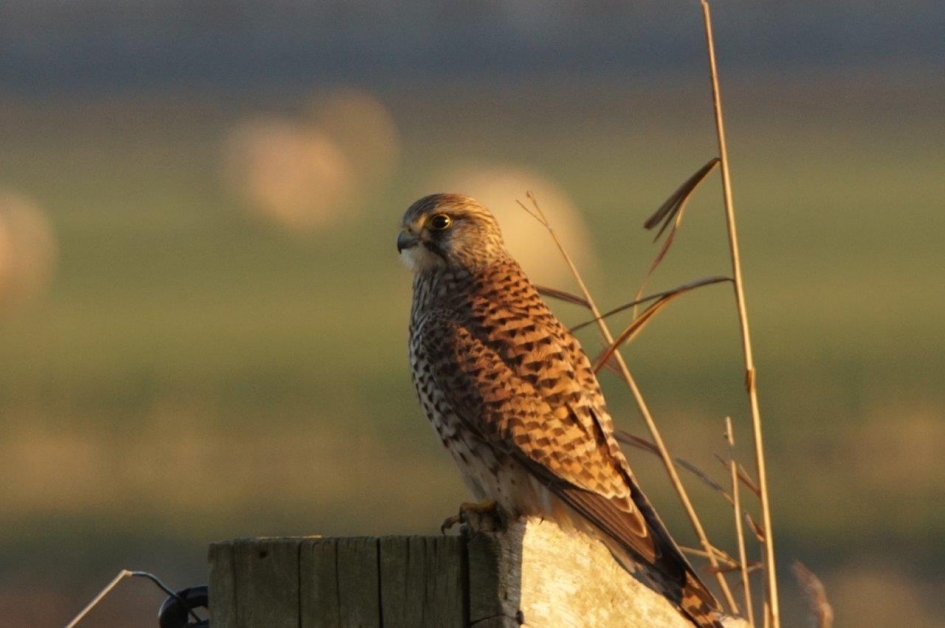 Torenvalk 3 - Vogels - Torenvalk