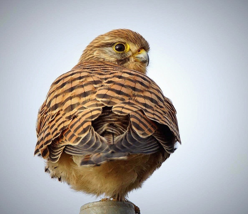 Torenvalk - Vogels - Torenvalk