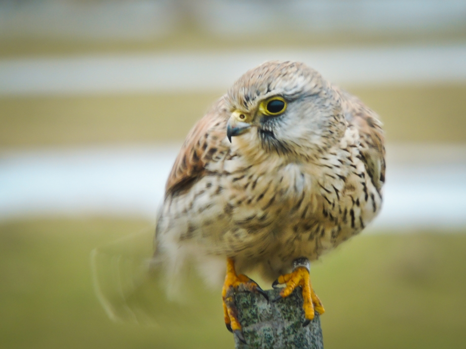 Torenvalk - Vogels - Torenvalk