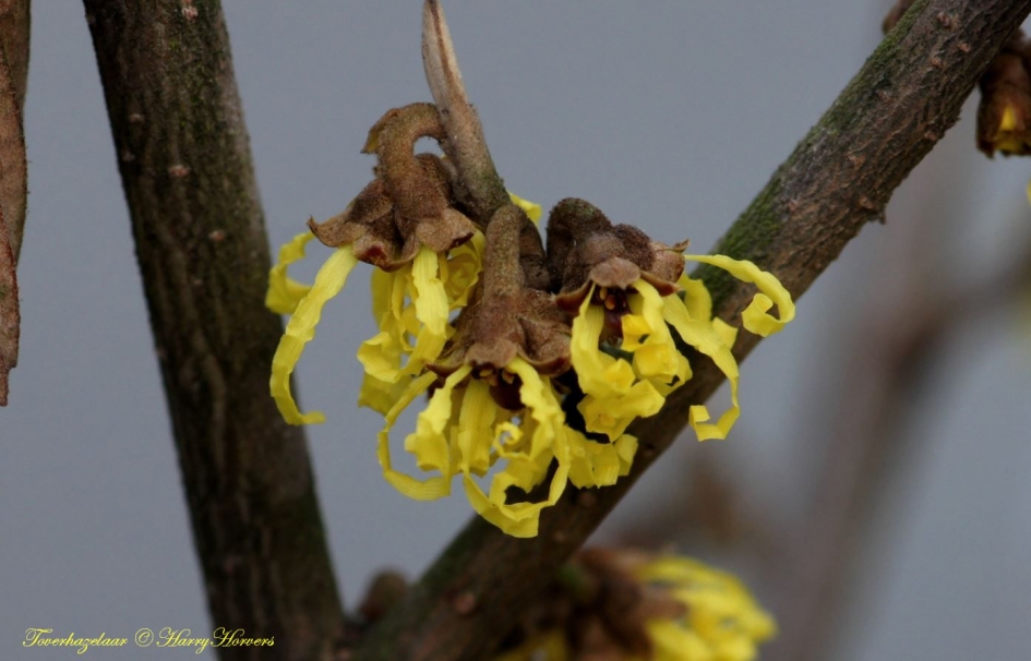 toverhazelaar - Planten - 