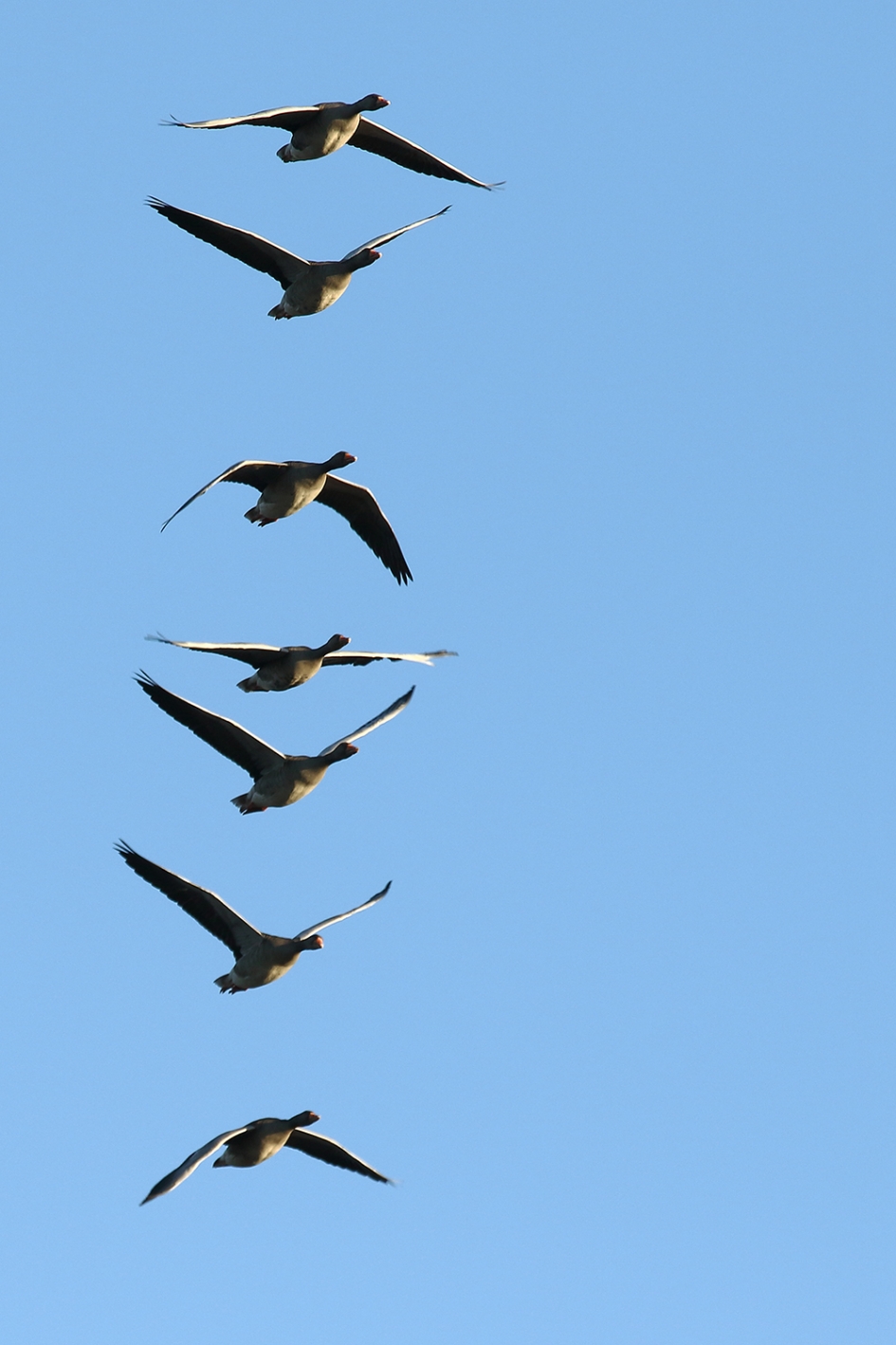 trapsgewijs - Vogels - 