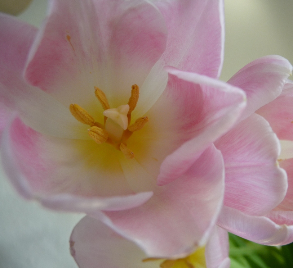 Tulp - Planten - 