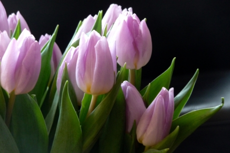 Tulpen