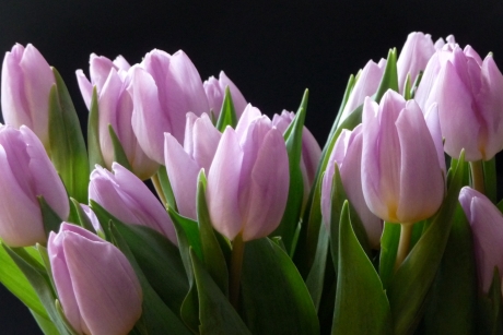 Tulpen