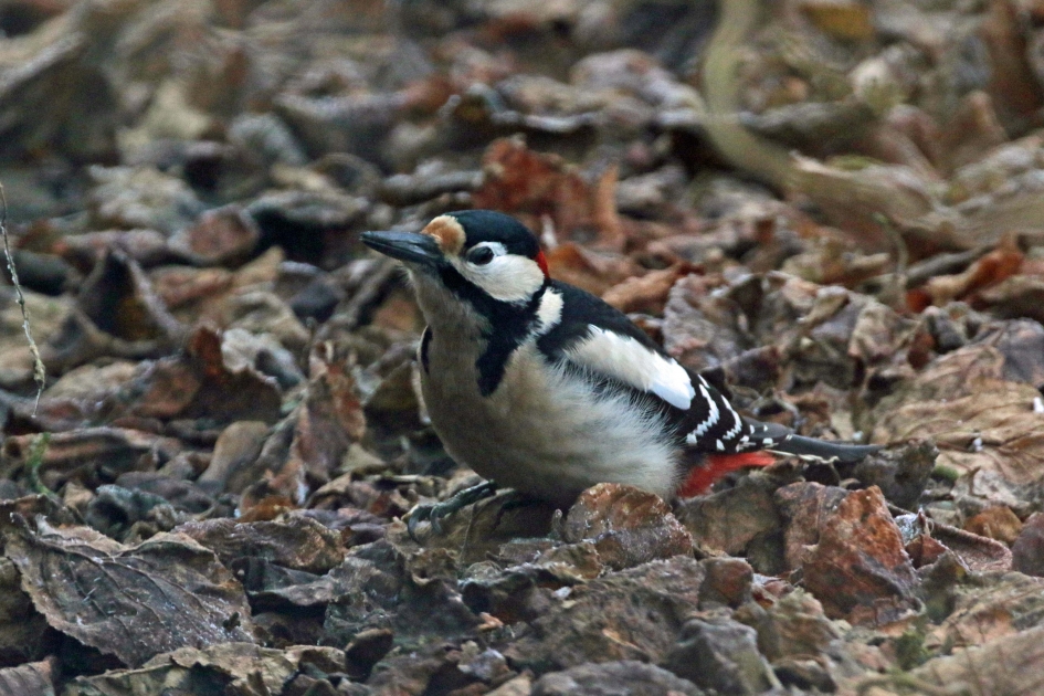 Tussen de bladeren.. - Vogels - 