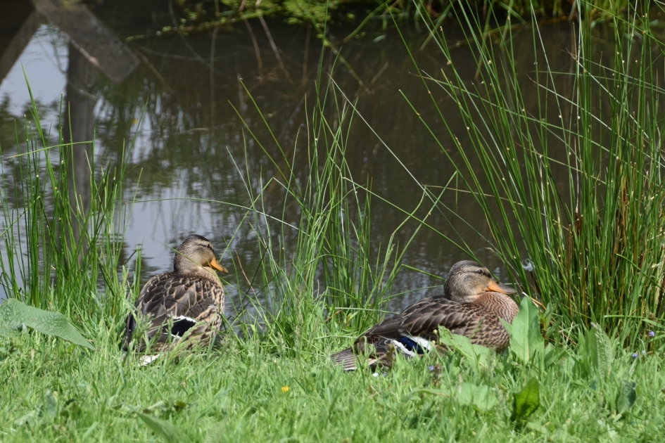 Twee - Vogels - 