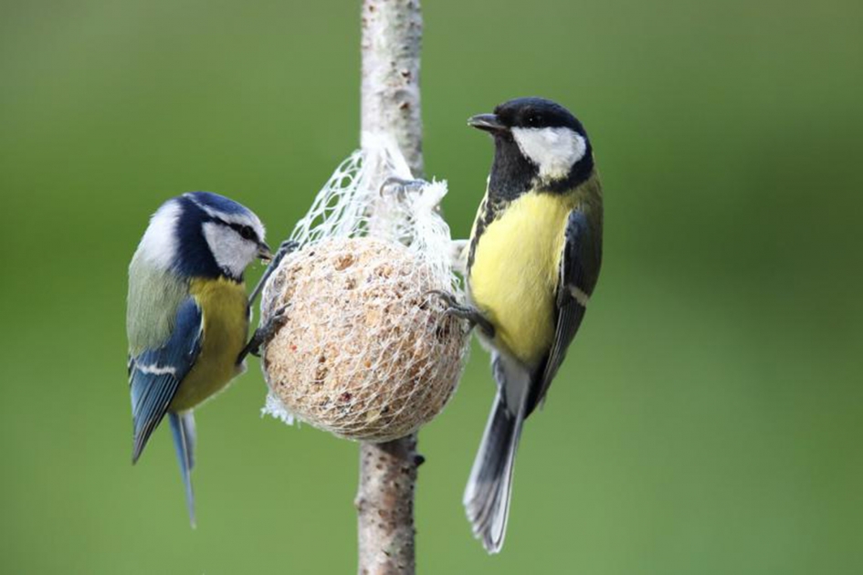 twee dames - Vogels - 