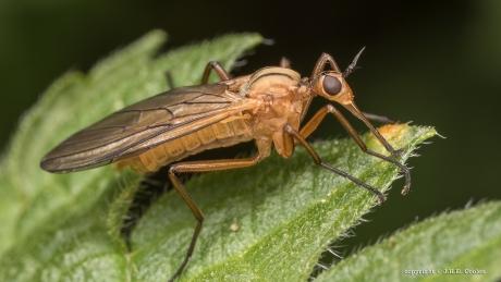 Tweestreepdansvlieg