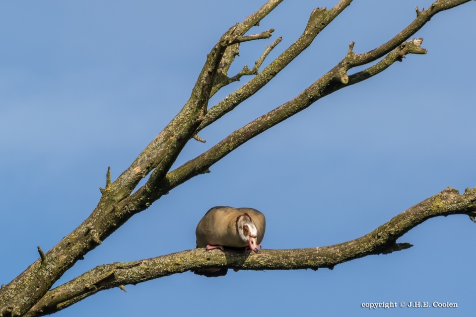 Uitkijk - Vogels - Nijlgans