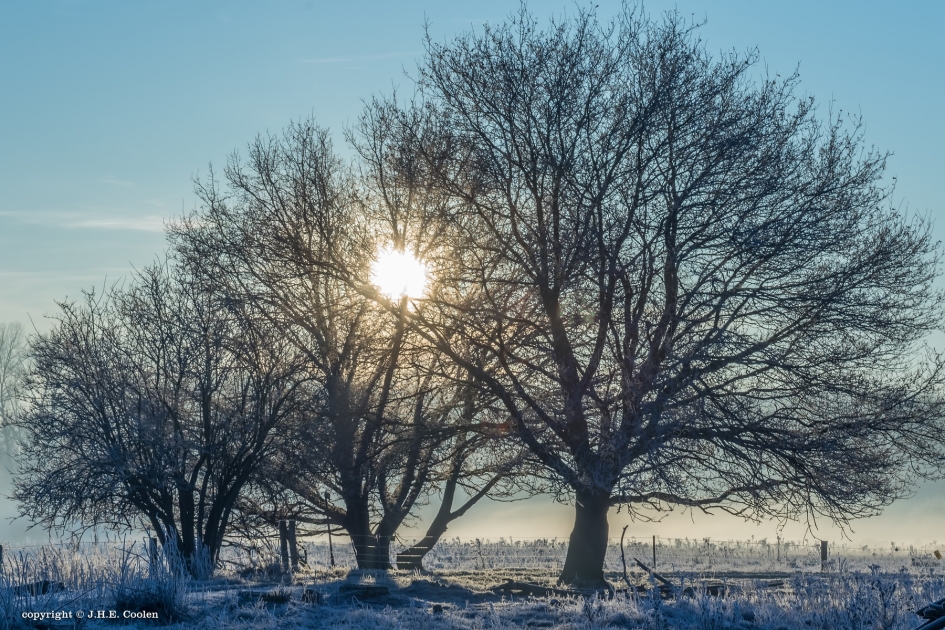 Van klein naar groot. - Planten - 