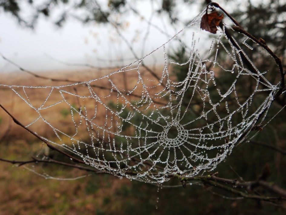 Vangnet..... - Weer en landschap - 