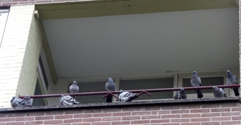 Veel duiven - Vogels - 