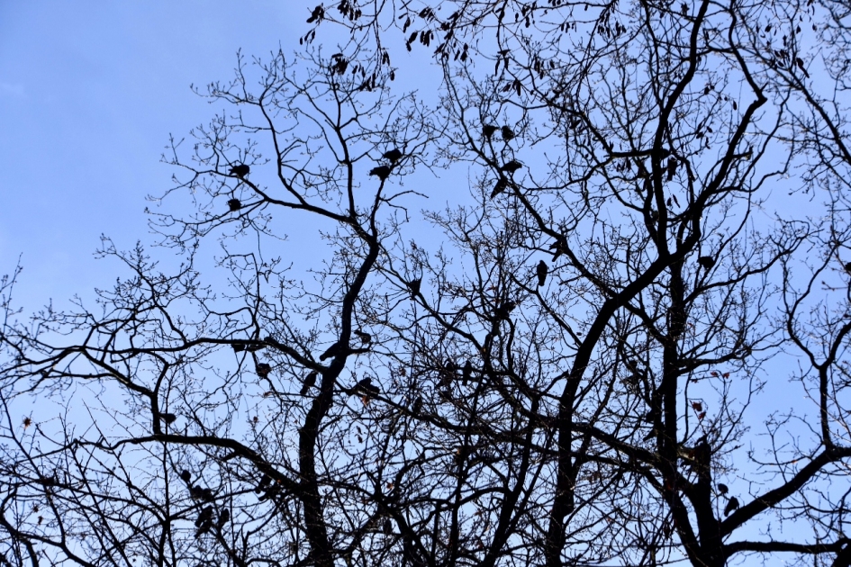 Veel kauwen - Vogels - 