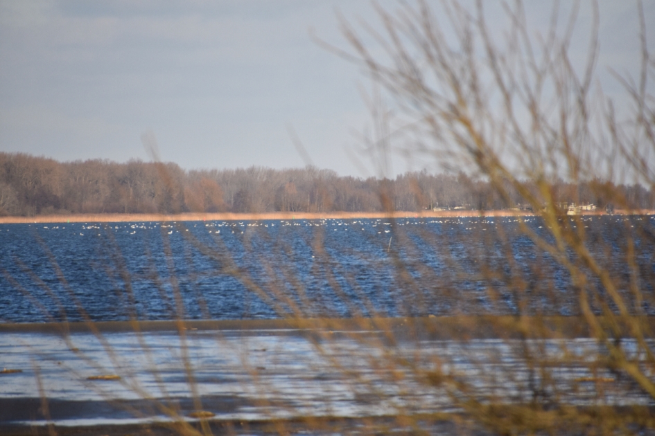 Veel wilde zwanen.... - Weer en landschap - 