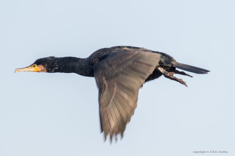 Vermoeide poten - Vogels - Aalscholver