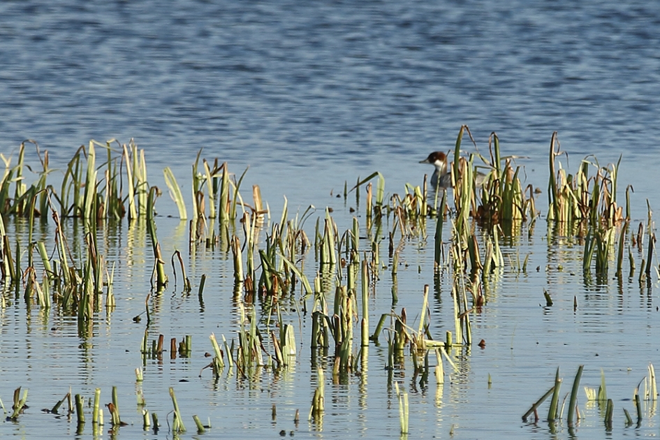 verstopte non - Vogels - 