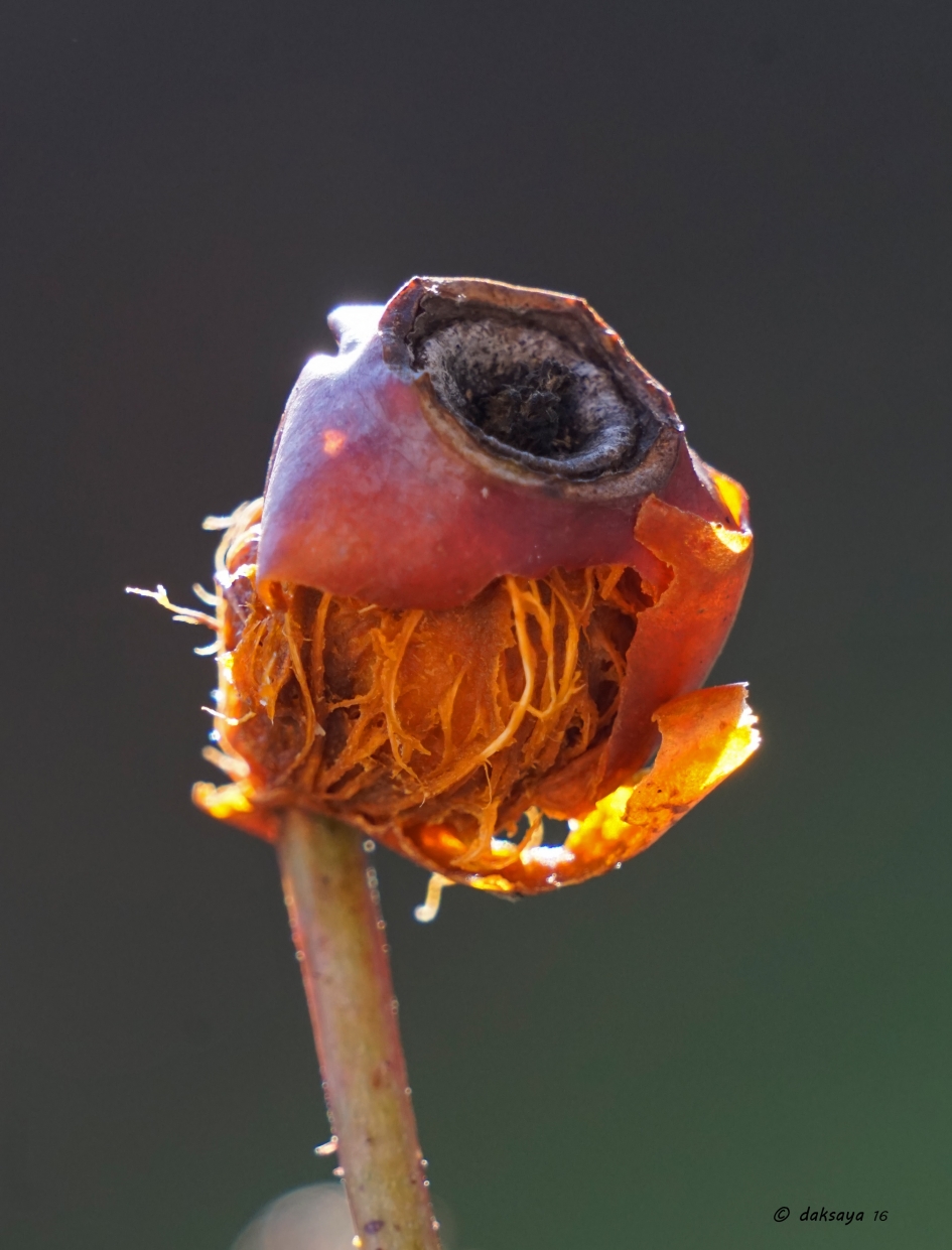 Verval - Planten - Rozenbottel