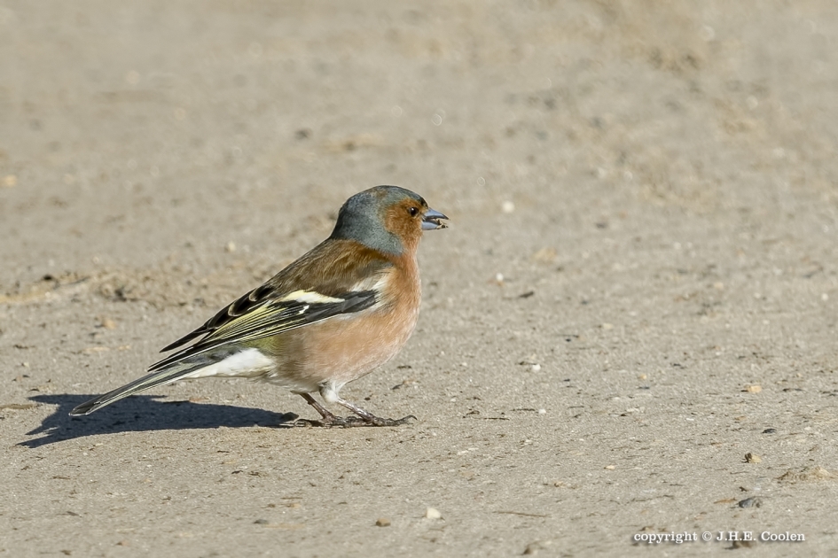 Vink - Vogels - Vink