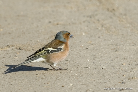 Vink