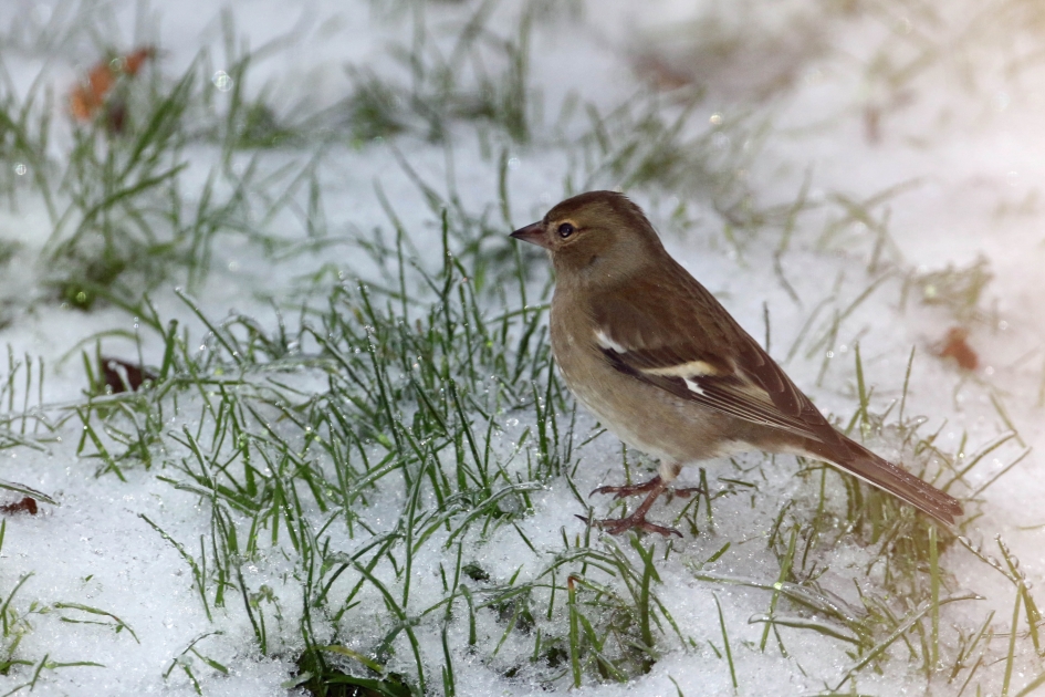 Vinkenvrouw - Vogels - 