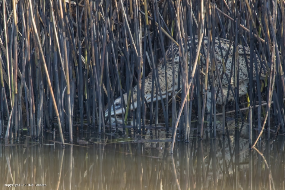 Vissen - Vogels - Roerdomp