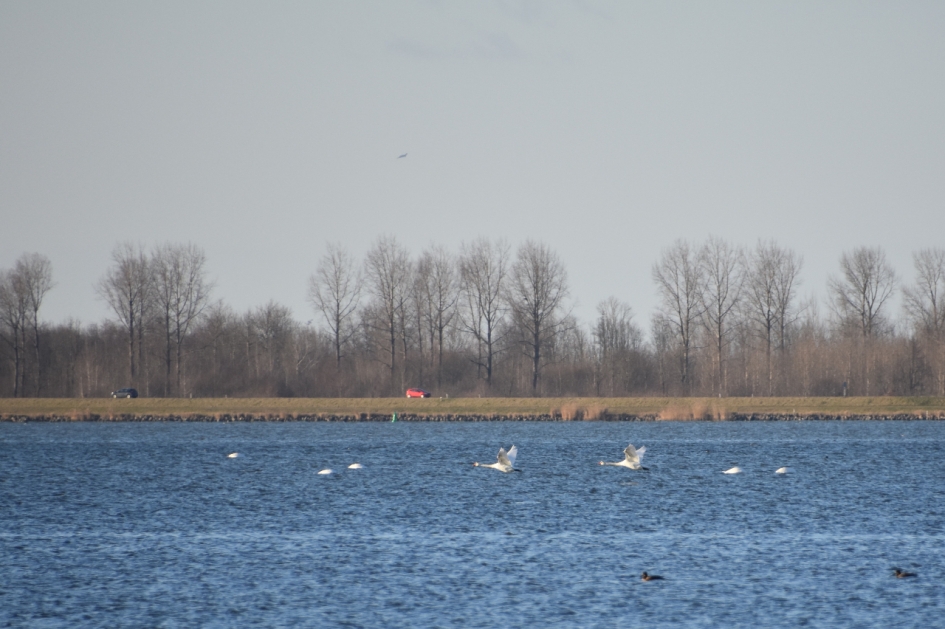 Vliegende zwanen - Vogels - 
