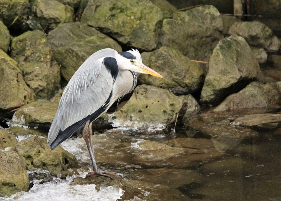 Voedsel te kort - Vogels - Op roep