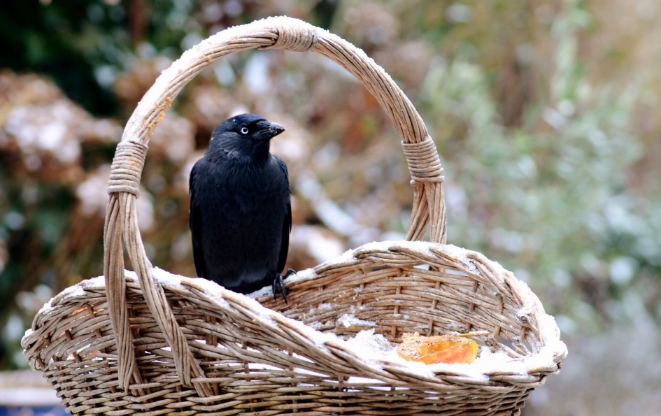 Voedselmand - Vogels - Kauw