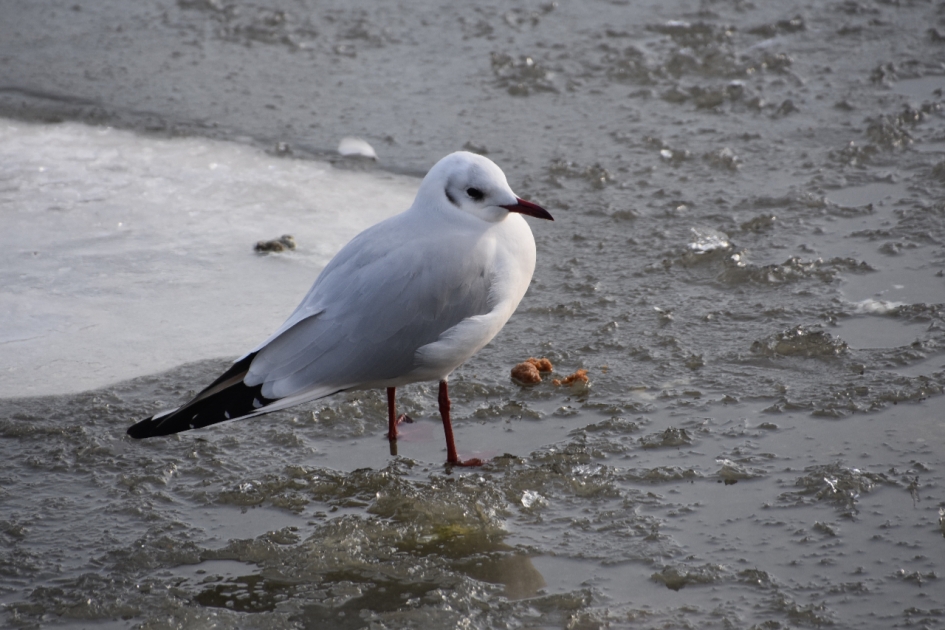 "Voetjes" op het ijs - Vogels - 