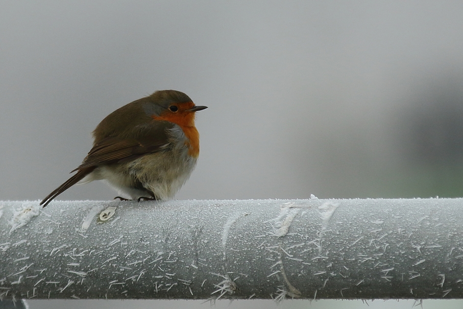 vogel (poepje) - Vogels - 