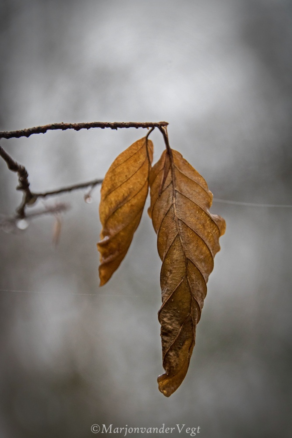 Volhouders - Planten - bladeren
