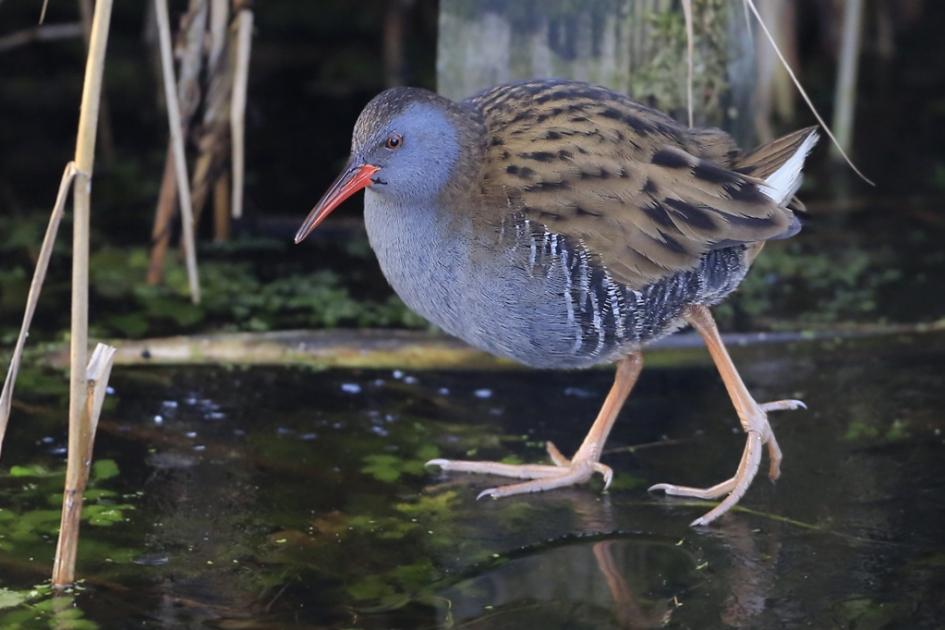 Vorstelijke vogel - Vogels - Waterral