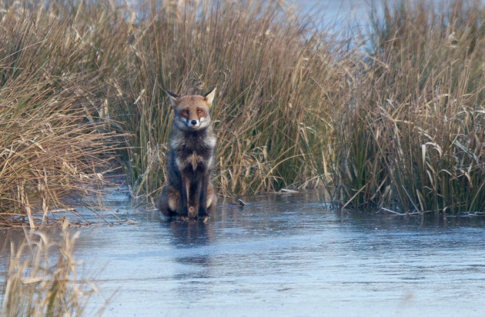 Vos op ijs - Zoogdieren - Vos
