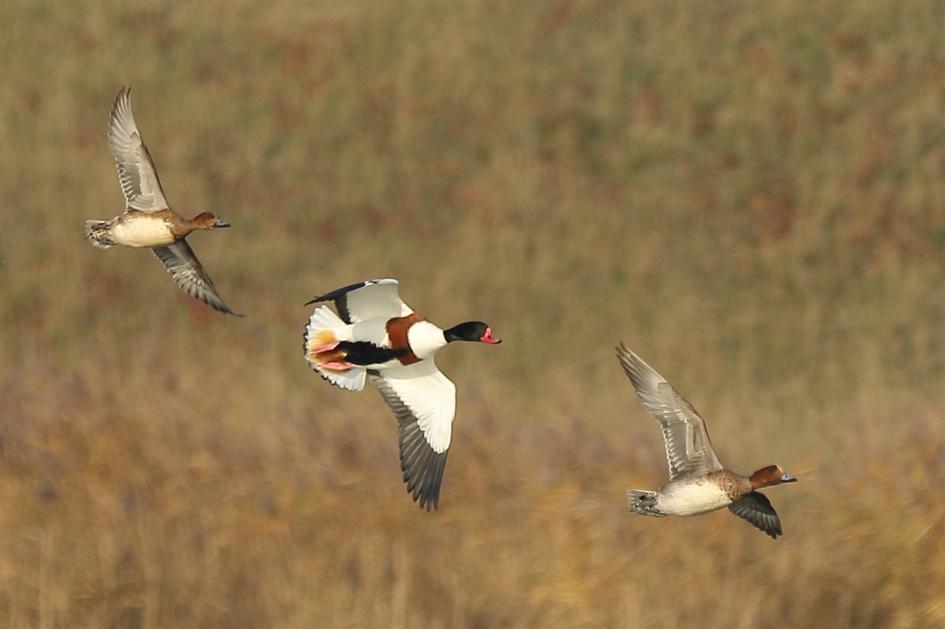 vreemde [berg] eend in de bijt - Vogels - 