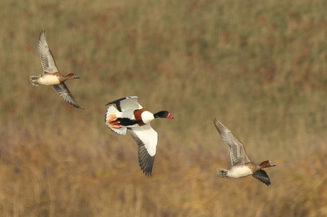 vreemde [berg] eend in de bijt