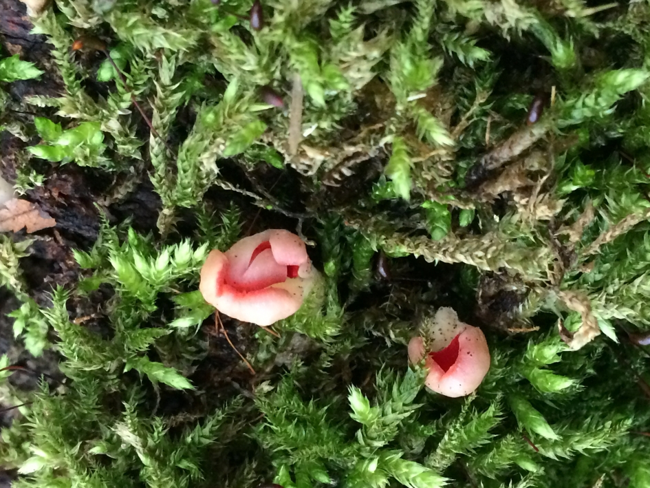 Vreemde vormpjes - Schimmels - 