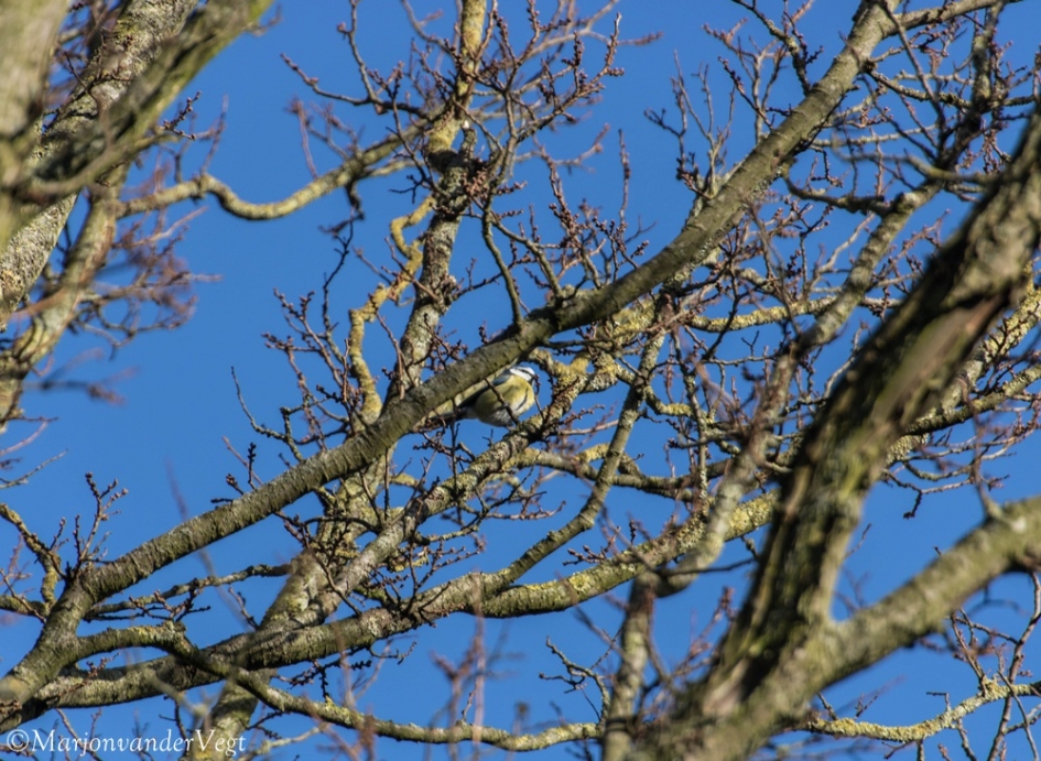 Vrolijke zingert - Vogels - koolmeesje