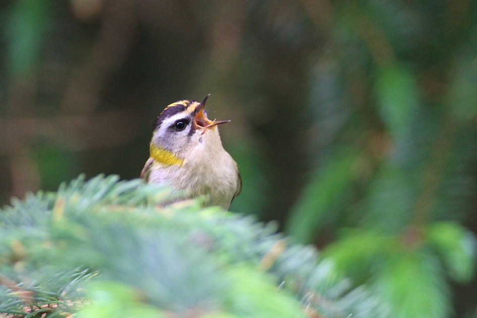 Vuurgoudhaan. - Vogels - vuurgoudhaan