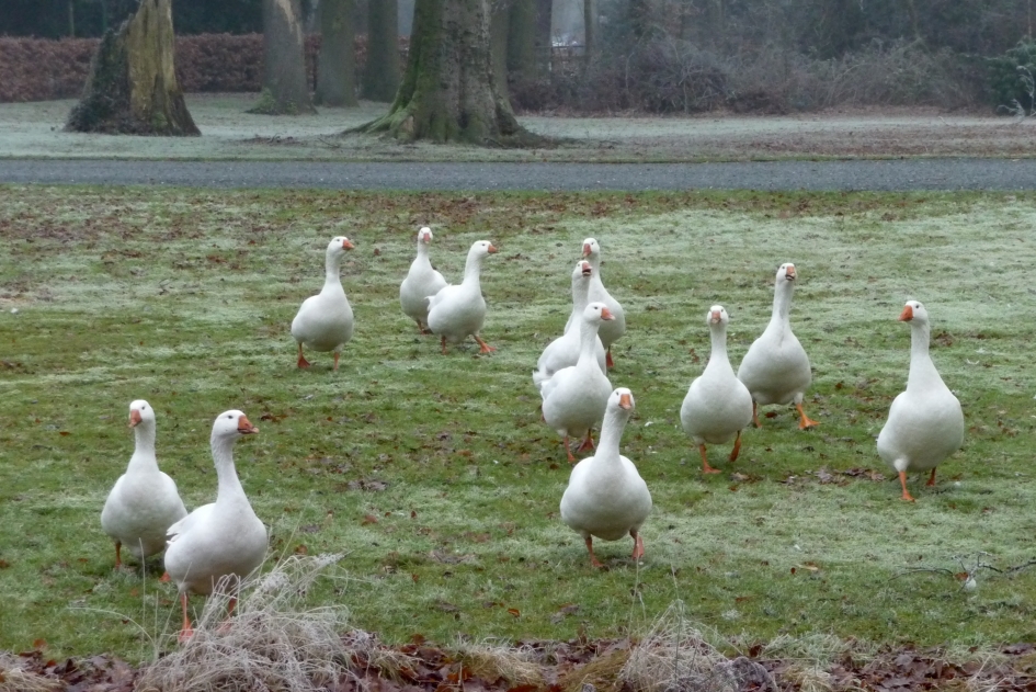 "Waakganzen" - Vogels - 