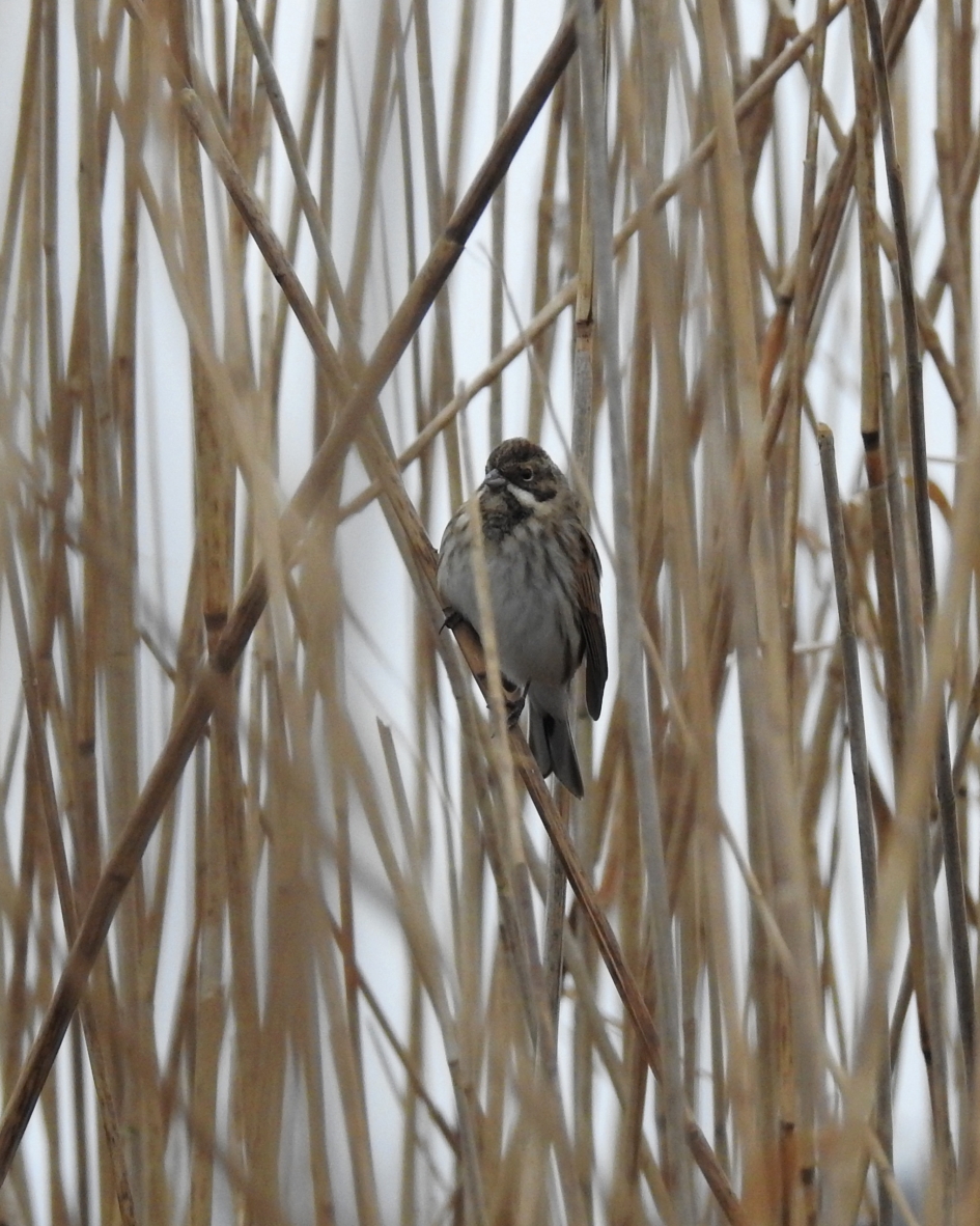 Waar anders...in het riet! - Vogels - Rietgors