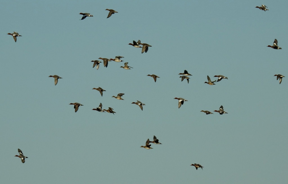 Waar gaan deze smienten in het Nieuwe Jaar naar toe??? - Vogels - Smient