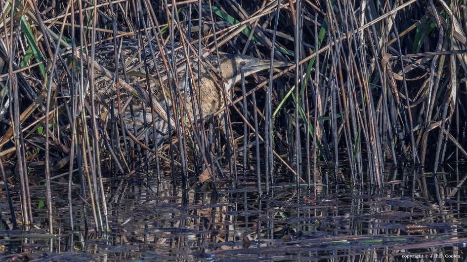 Wat beter - Vogels - Roerdomp