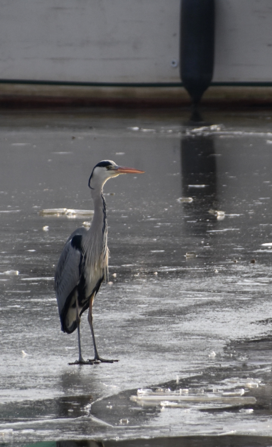Wat doe ik hier in de kou... - Vogels - 