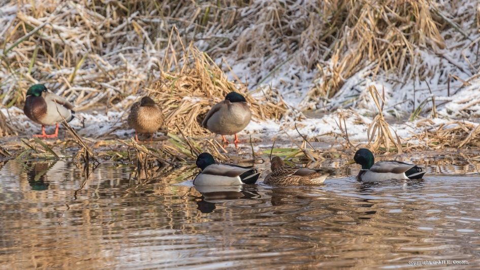 Wat er... - Vogels - Wilde eend