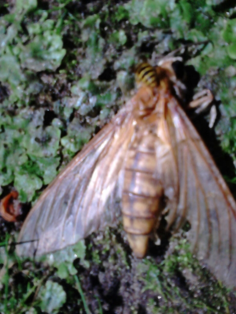 Wat is dit voor een insect?