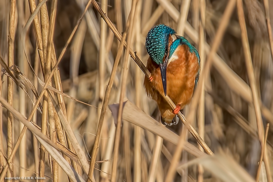 Wat zie ik. - Vogels - IJsvogel