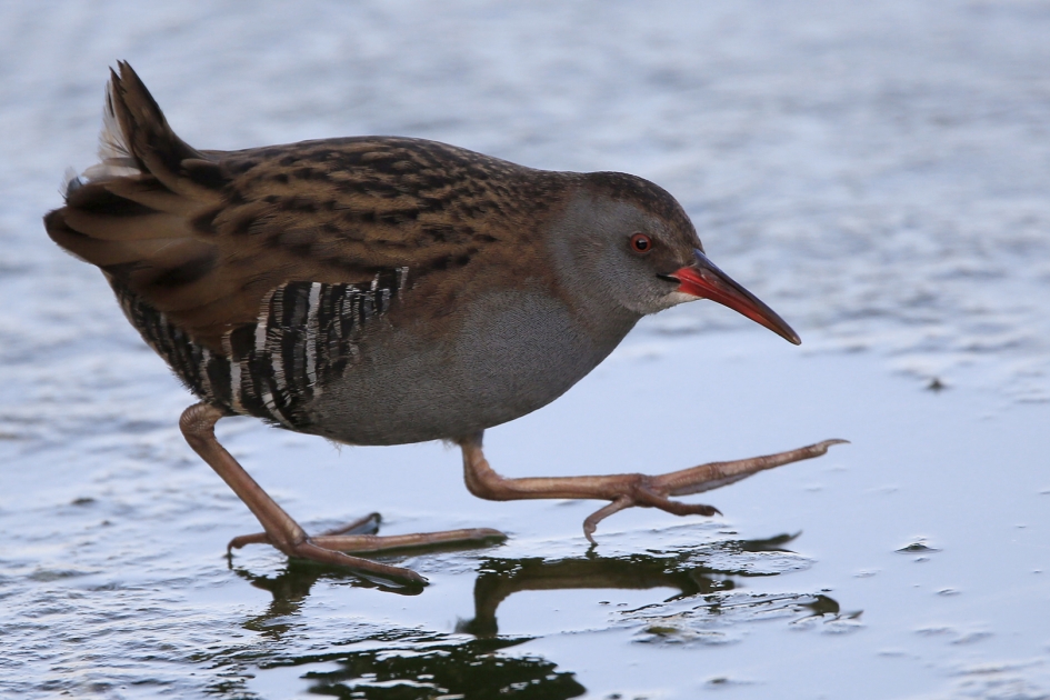 Water Rail revisited - Vogels - Waterral