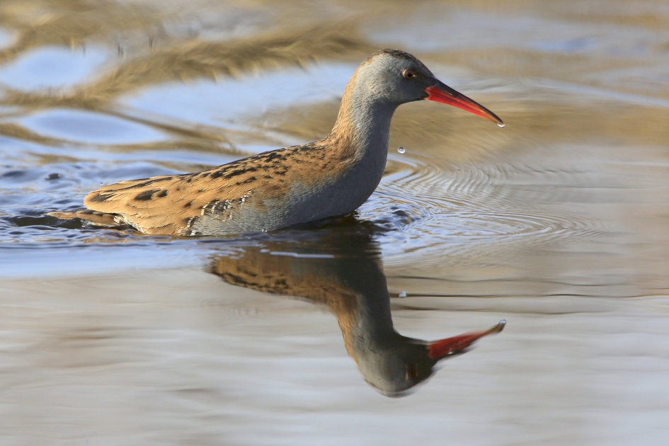 Waterkracht ... - Vogels - Waterral